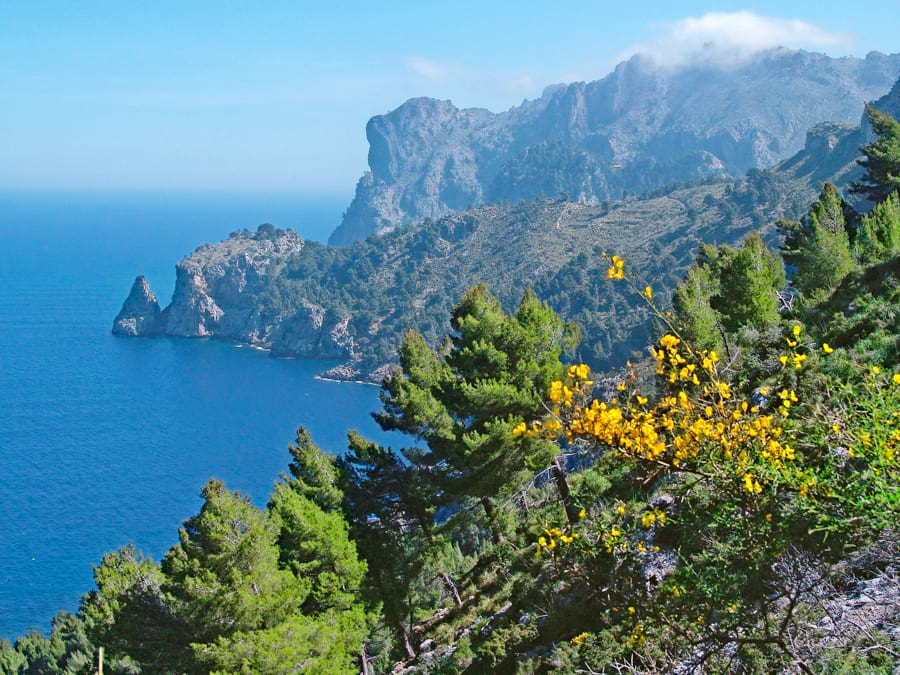 Mallorca Küste blaues Meer grüne Bäume grüne Büsche mit gelben Blüten felsige Berge Sonne blauer Himmel