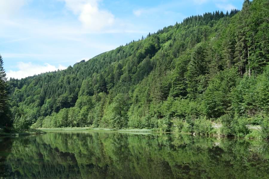 Wiesensee mit prächtigen, grünen Nadelbäumen. Die Bäume spiegeln sich im See.